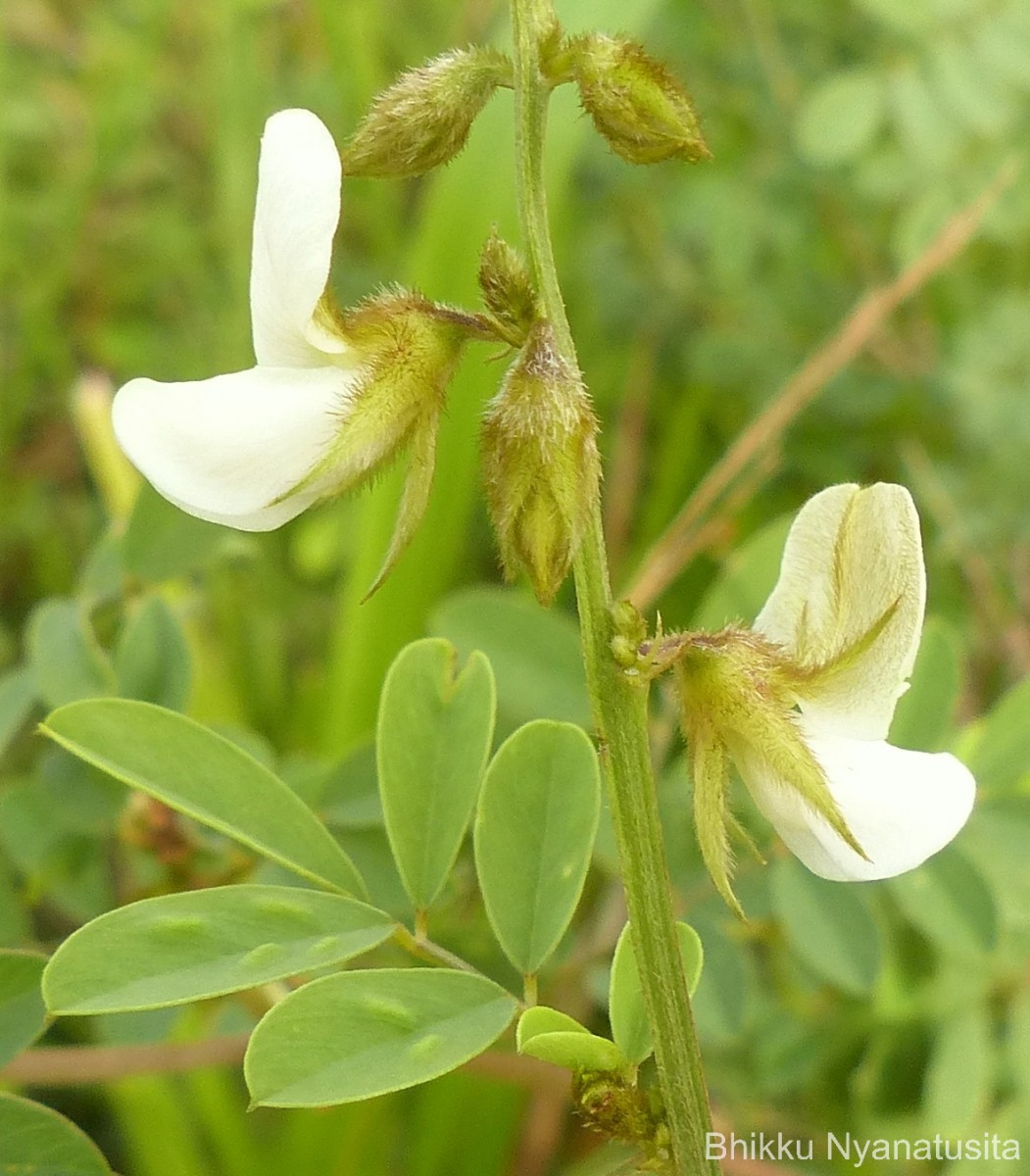 Tephrosia villosa (L.) Pers.